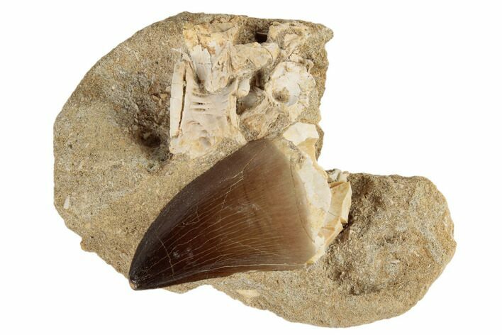 2.45" Mosasaur (Prognathodon) Tooth and Fish Vertebrae - Morocco